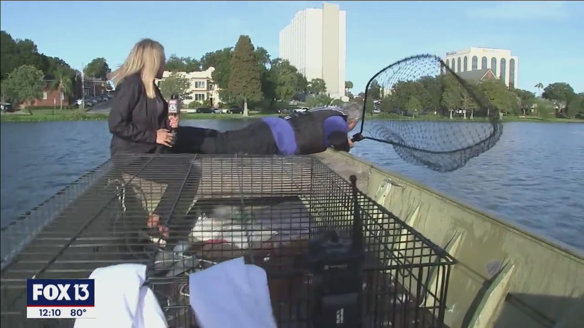Ride along on the Lakeland swan roundup